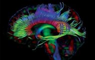 神经科学：理解与使用大脑