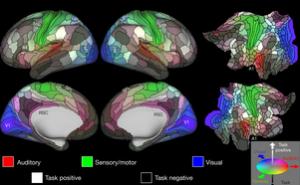 新版人脑地图揭示了近100个新区域