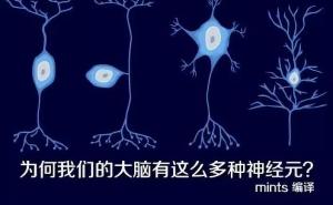 为何我们的大脑有这么多种神经元？
