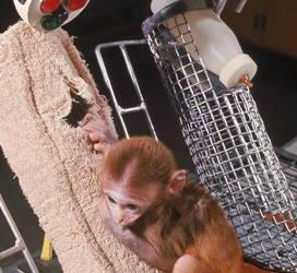 哈洛-铁丝母猴VS绒布母猴——谁让小猴更依恋