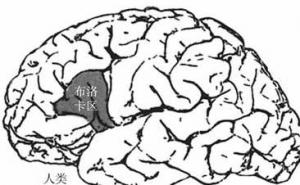 镜像神经元：猴子大脑中的意外收获